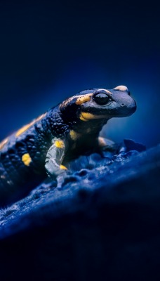 ящерица рептилия синий