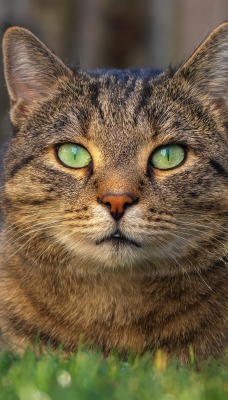кошка трава зеленые глаза