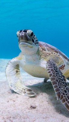 черепаха морская дно океан под водой