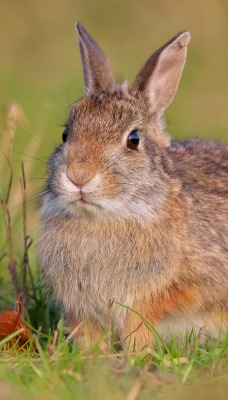 кролик в траве серый уши