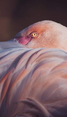 фламинго птица розовый перья