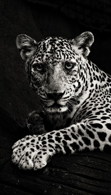 ягуар белый хищник лежит