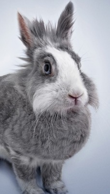 кролик животное уши пушистый серый фон