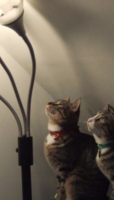 кошки лампа торшер