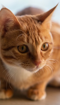 кот рыжий котенок мордочка