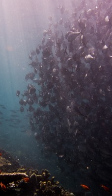 рыбы косяк океан под водой глубина