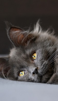котенок серый нибелунг пушистый уши