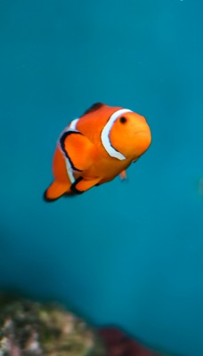 рыбка золотая аквариум под водой