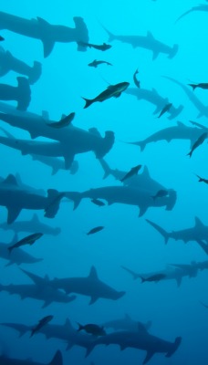 акулы океан глубина