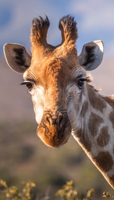 жираф голова шея