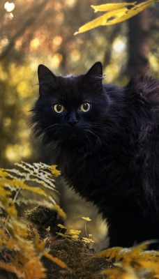 черный кот лес осень