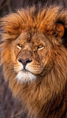 лев зверь царь зверей грива морда