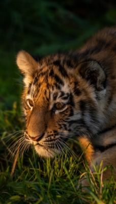 тигр хищник трава