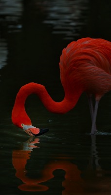 фламинго вода ручей