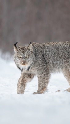 рысь зима снег хищник