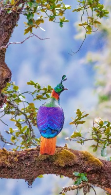 гималайский монал птица ветка дерево