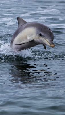 дельфины море плеск