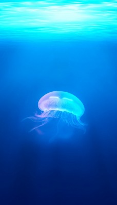 медуза глубина голубой