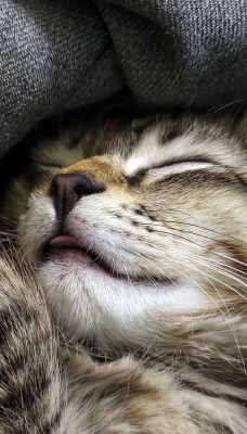 котенок спит милый пушистый