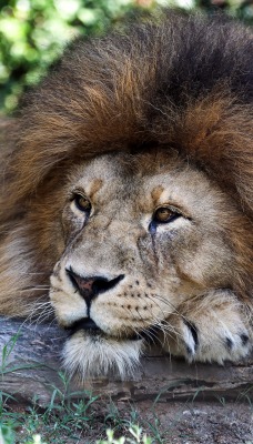 лев грива хищник царь зверей