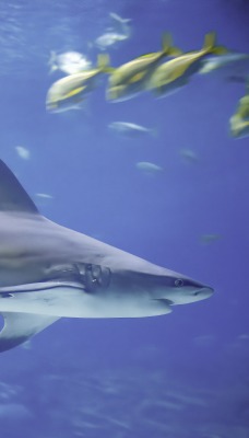 акула рыбы под водой