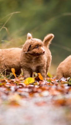 собаки щенки тропинка трава