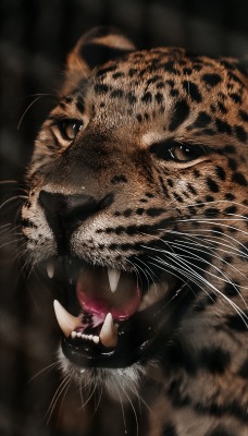 леопард оскал зубы пасть усы