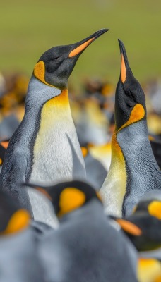 пингвины стая