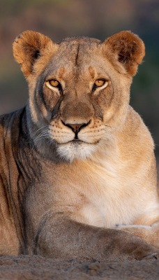 лев хищник взгляд