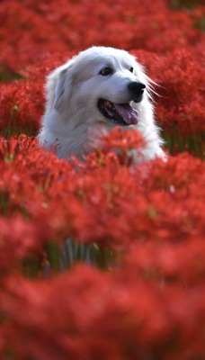собака цветы цветочная поляна