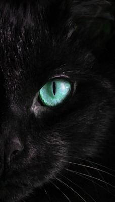 кот черный глаз