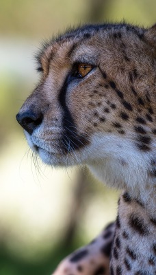 гепард взгляд хищник