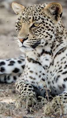леопард хищник песок