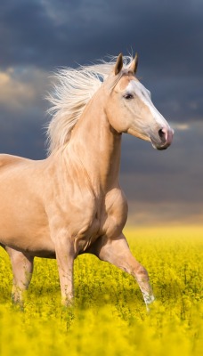 красивая лошадь скачет по полю с желтыми цветами на фоне красивого неба