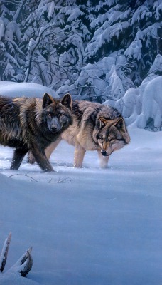 волки зима снег лес ворон