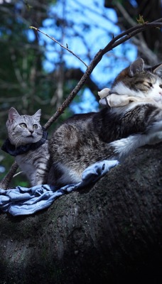 кошки дерево кот ветка
