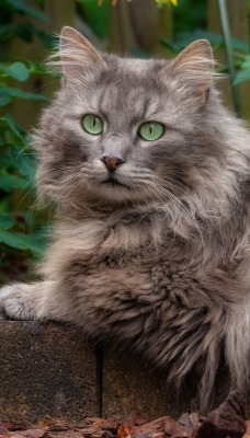 кот зеленые глаза бордюр