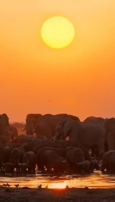 слоны стадо саванна солнце