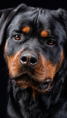 ротвейлер собака крупный план черный фон