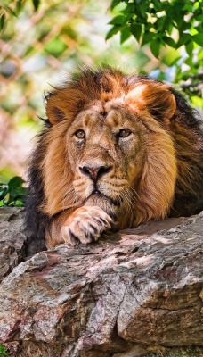 лев хищник царь зверей лежит на камне