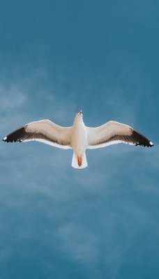 птица полет небо