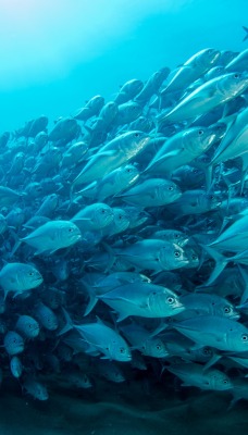 рыбы косяк под водой океан голубой