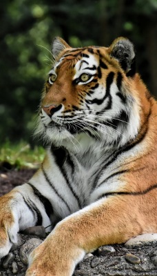 тигр в лесу хищник