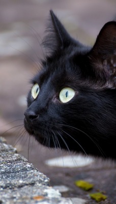 кот черный мордочка взгляд