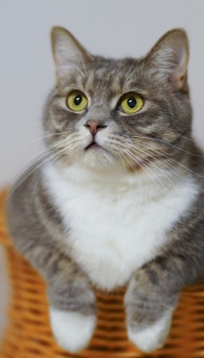 кошка в корзине смотрит взгляд