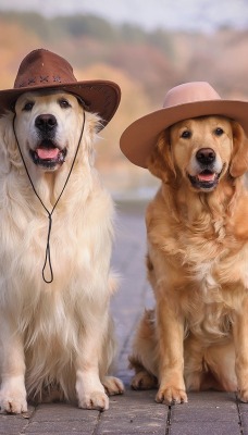 собаки шляпа лабрадор золотистый ретривер