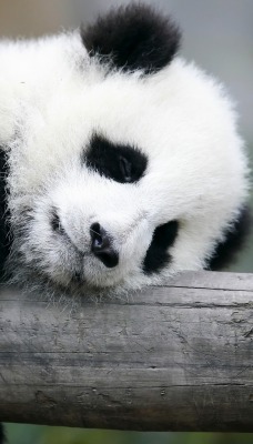 панда спит медвежонок
