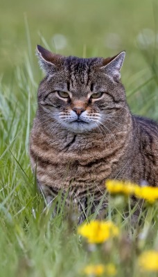 кошка на траве одуванчики