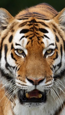 тигр крупный план хищник