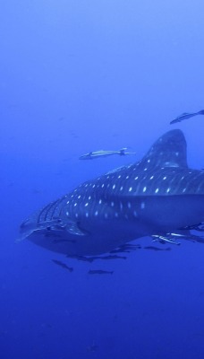 акула под водой океан